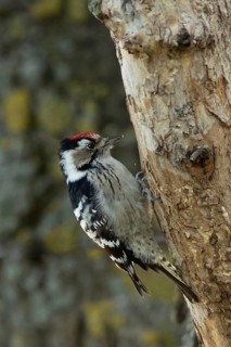 Lesser Spotted Woodpecker (Dryobates minor) male, Smaland, Sweden