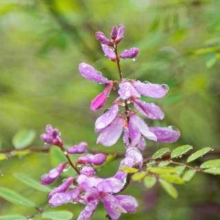 Indigo bush (Indigofera himalayensis 'Silk Road'), Hillier Arboretum, Great Britain