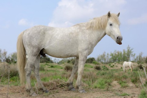 Camargue stallion, stallion, Camargue, Provence, South of France