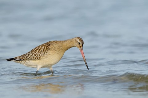 Pfuhlschnepfe (Limosa lapponica), Bar-tailed Godwit, Altvogel im Schlichtkleid, am Strand der