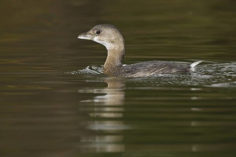 Pied-billed Grebe (Podilymbus podiceps), Arizona, USA