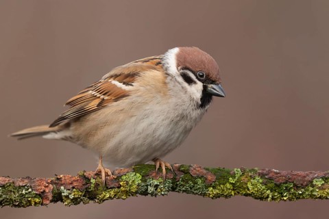 Eurasian Tree Sparrow (Passer montanus) perched on a branch, Lower Saxony, Germany