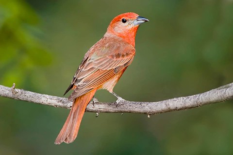 Hepatic Tanager Piranga hepatica Chiricahua Mountains, Cochise County, Arizona, United States 4