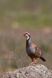 Red-legged Partridge (Alectoris rufa) calling, Castile-La Mancha, Spain