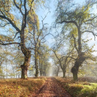 Old Linden avenue am Kyffhäuser with last colorful leaves in fog and sunshine in autumn,