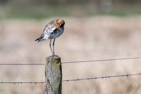 Black-tailed godwit (Limosa limosa), Lower Saxony, Germany