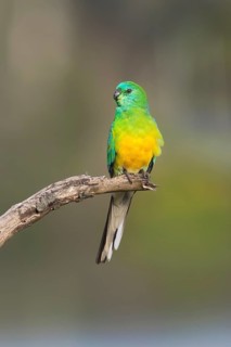 Red-rumped Parrot (Psephotus haematonotus) male perched on a branch, Victoria, Australia