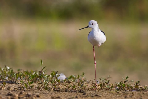 Black-winged Stilt (Himantopus himantopus) male, North Rhine-Westphalia, Germany