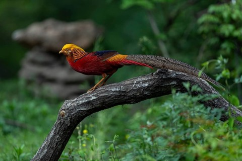 Golden Pheasant (Chrysolophus pictus) male, Shanxi, China