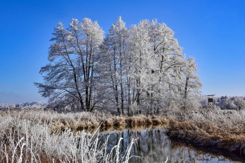 Winter landscape in hoarfrost with trees and river in the Augsburg Western Forests nature park