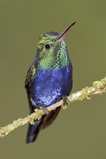 Violet-bellied Hummingbird (Juliamyia julie), Ecuador