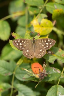 Speckled wood butterfly (Pararge aegeria) adult insect resting on a dog rose leaf in summer, RSPB