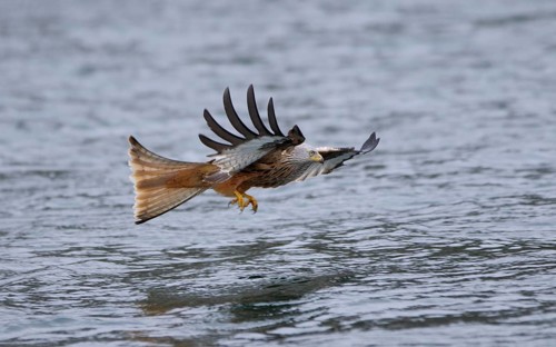 Rotmilan, lat. Milvus milvus, Altvogel im Jagdflug auf einen im Wasser treibenden toten Fisch