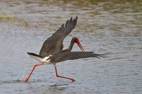 Black Stork (Ciconia nigra) foraging, Greece