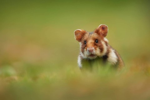 Common Hamster (Cricetus cricetus) foraging on meadow, Vienna, Austria