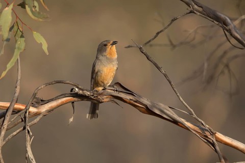 Red-lored Whistler (Pachycephala rufogularis) perched on a branch, Victoria, Australia