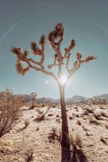 Lunch in Joshua Tree National Park