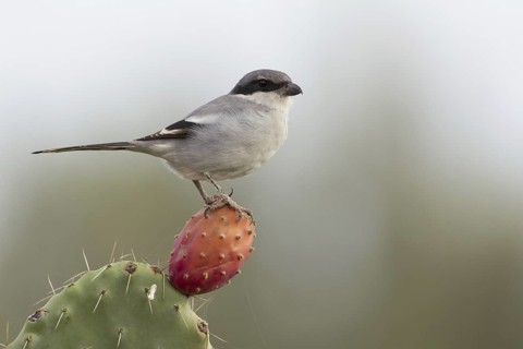 Southern Grey Shrike (Lanius meridionalis), Morocco