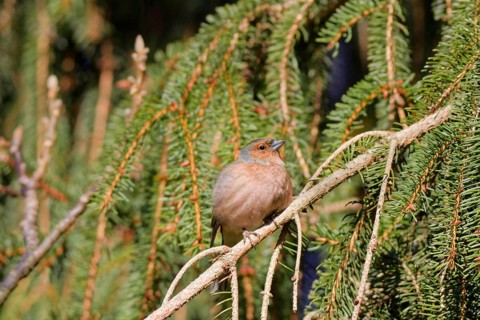 Common chaffinch (Fringilla coelebs) sitting on spruce branch in soft spring sunlight, Germany