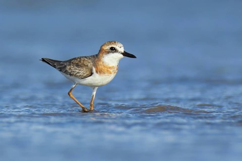 Greater Sand Plover (Charadrius leschenaultii), Northern Territory, Australia