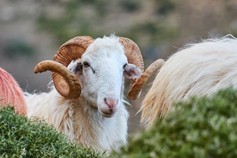 A ram looks out of a green bush, sheep (e) or goat (n), ovis, caprae, Crete, Greek Islands, Greece