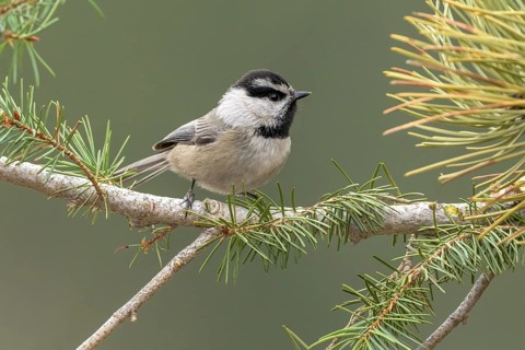 Mountain Chickadee (Poecile gambeli) perched on a conifer branch, Colorado, USA
