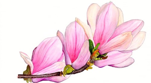 Watercolour painting of a magnolia (Magnolia), branch with several flowers in pink and white, buds