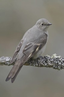 Townsend's Solitaire (Myadestes townsendi), British Columbia, Canada