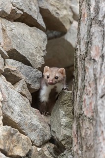One beech marten running between the stones of a ruin of an ancient castle looking for food