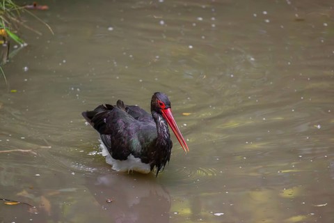 A black stork, Ciconia Nigra, stands in a shallow stream looking for food