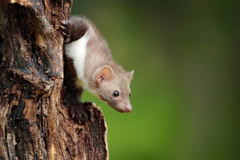 Beech marten, Martes foina, with clear green background. Small predator sitting on the tree trunk