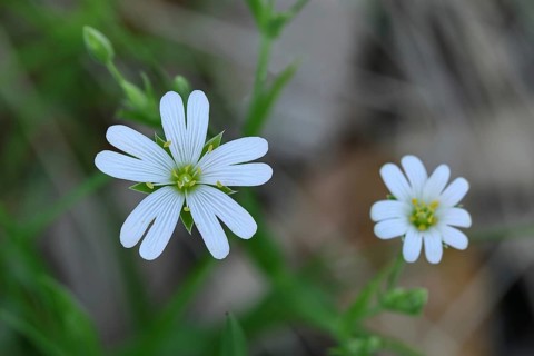 Greater stitchwort (Stella holostea), flowering in the forest, close-up, spring, Wilnsdorf, North