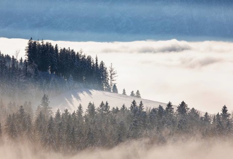 Snow-covered winter landscape with spruce forest in the morning mist, Winter, Mondseeland,