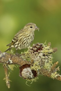 Pine Siskin (Spinus pinus), California, USA
