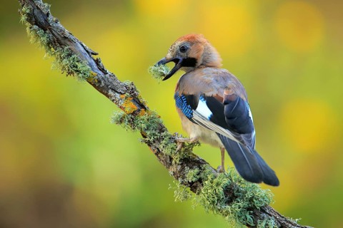 Eurasian Jay (Garrulus glandarius) juvenile, Andalusia, Spain