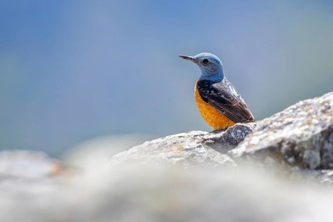 Common rock thrush, rufous-tailed rock thrush (Monticola saxatilis, Turdus saxatilis) adult male