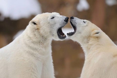 Two polar bears facing each other with their mouths wide open in a clear encounter, polar bear