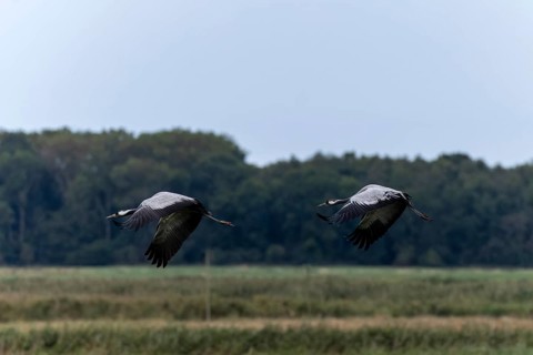 Two cranes flying high above green forests, the sky looks blue and wide, Crane (Grus grus)