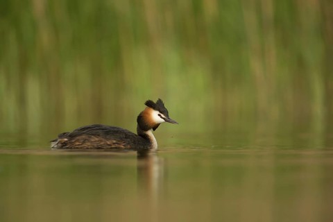 Great Crested Grebe (Podiceps cristatus), North Rhine-Westphalia, Germany