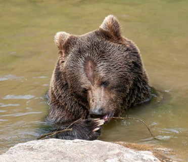 Brown bear (Ursus arctos) sitting in a pond, captive, Bavarian Forest National Park, Bavaria,