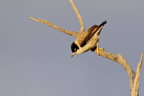 Varied Sittella (Daphoenositta chrysoptera pileata) perched on a branch, Northern Territory,