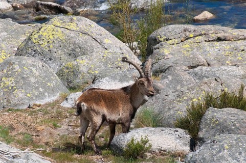 An ibex stands next to a rocky stream in a mountainous landscape, Gredos ibex (Capra pyrenaica
