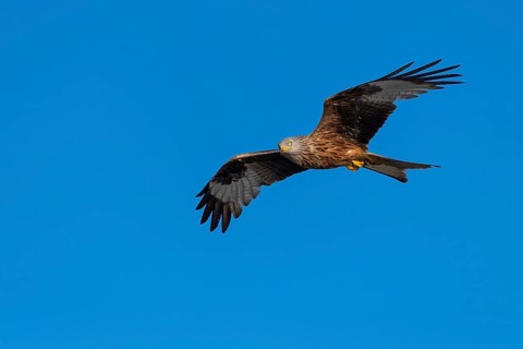 Red kite (Milvus milvus) in flight, Feldberger Seenlandschaft, Mecklenburg-Western Pomerania,