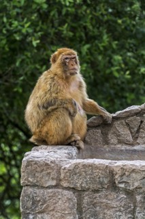 Barbary macaque (Macaca sylvanus), Barbary ape, magot monkey species native to Northern Africa and