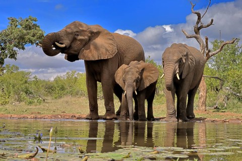 African elephant (Loxodonta africana), adult, female, mother, two young, mother with young, at the