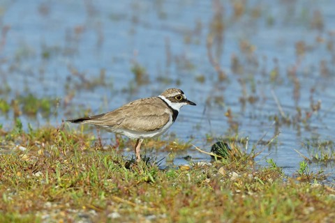 Little Ringed Plover (Charadrius dubius) adult bird standing on the lakeshore, Lake Neusiedl