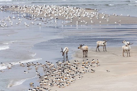 Reindeer (Rangifer tarandus), small group on a wide sandy beach with a mixed colony of gulls, in