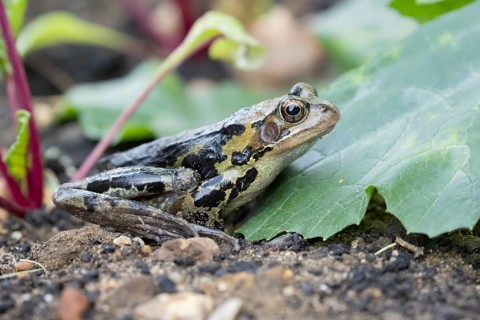 Common frog (Rana temporaria) adult amphibian in a garden vegetable border in summer, England,
