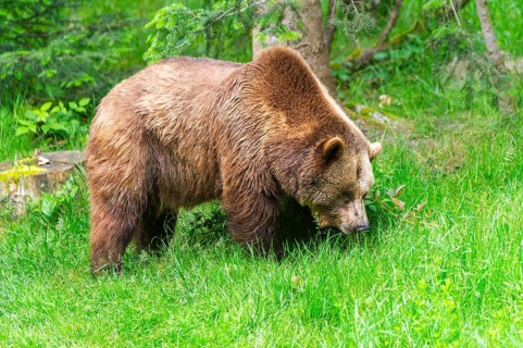 Eurasian brown bear (Ursus arctos arctos) walking on a meadow, Bavarian Forest, Bavaria, Germany