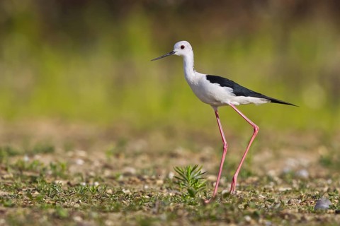 Black-winged Stilt (Himantopus himantopus) male foraging, North Rhine-Westphalia, Germany
